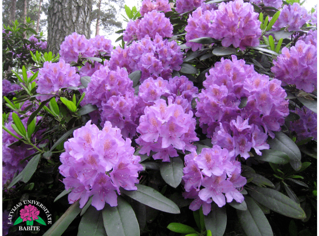 Rhododendron   'Catawbiense Grandiflorum'